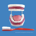 Enseignement médical de soins dentaires Modèle de dents humaines (R080108)